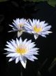 Water lilies