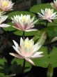 Water lilies