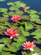 Water lilies