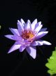 Water lily