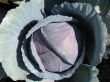 Red cabbage head