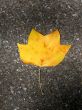 Leaf in fall