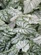 Caladium