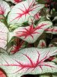 Caladium