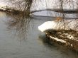 a tree branch over the water