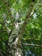 stem of the birch with young sheet