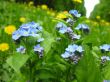 forget-me-nots and dandelions on glade in park