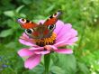 butterfly on flower in my garden