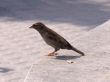 small sparrow birdie at the Moscow Zoo