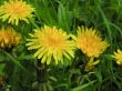 yellow flowerses on solar glade