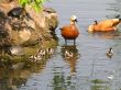 ducks sail near coast on which creep terrapins