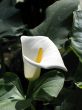 Calla-lily