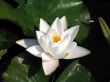 Water lily