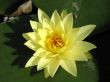 Water lily