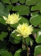 Water lilies