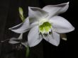 white flower on black background