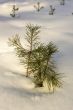 small pine tree in the snow