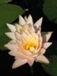 Water lilies