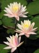 Water lilies