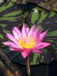 Water lily