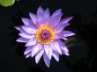 Water lily