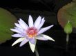 Water lily