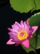 Water lily