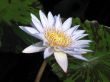 Water lily
