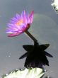 Water lily