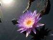 Water lily