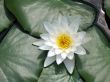Water lily
