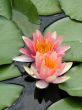 Water lilies