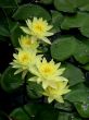 Water lilies