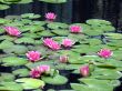 Water lilies