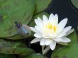 Water lily