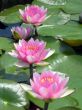 Water lilies
