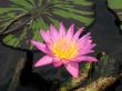 Water lily