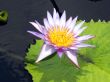 Water lily