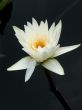 Water lily