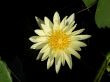Water lily