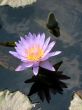 Water lily