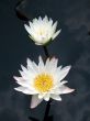 Water lilies