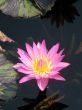 Water lily