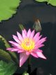 Water lily
