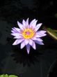 Water lily