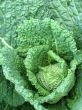 Savoy cabbage head