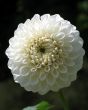 Dahlia