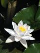 Water lily