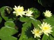 Water lilies
