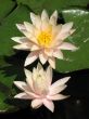 Water lilies